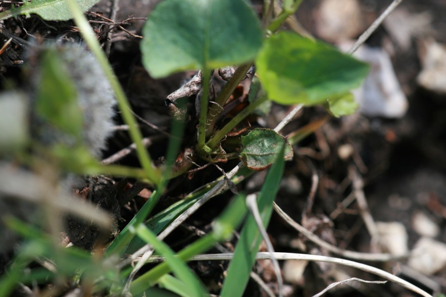 Viola riviniana